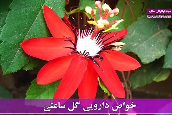 خواص گل ساعتی خواص میوه گل ساعتی (پشن فروت) خواص گل ساعتی + خواص میوه گل ساعتی (پشن فروت)