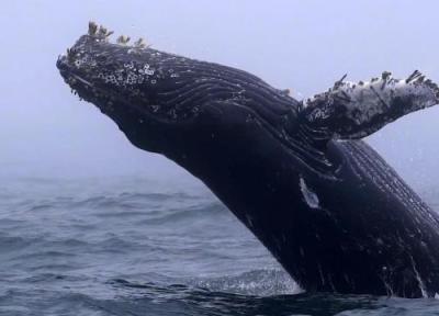 نهنگ های گوژپشت گردشگران را به وجد می آورند
